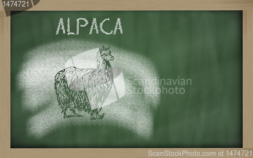 Image of  sketch of alpaca on blackboard (vicugna pacos)