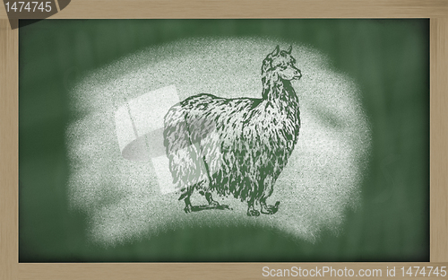 Image of  sketch of alpaca on blackboard (vicugna pacos)