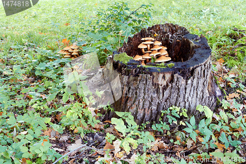 Image of agaric honey fungus near stump in forest