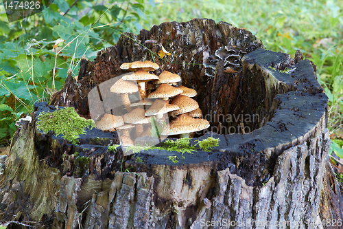 Image of agaric honey fungus near stump in forest