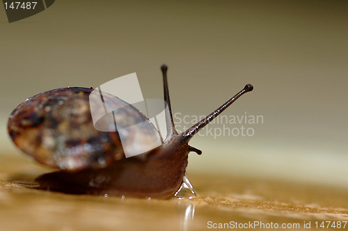 Image of Snail