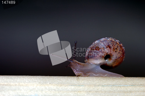 Image of Snail