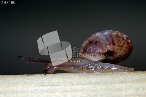 Image of Snail