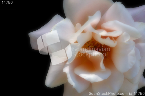 Image of Pink Rose Isolated