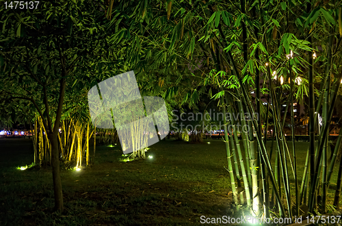 Image of Bamboo Trees