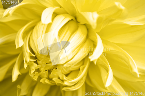 Image of Yellow Flower