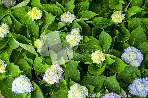 Image of Flowers