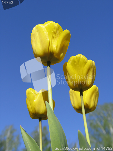 Image of Yellow Tulips on blue-sky background