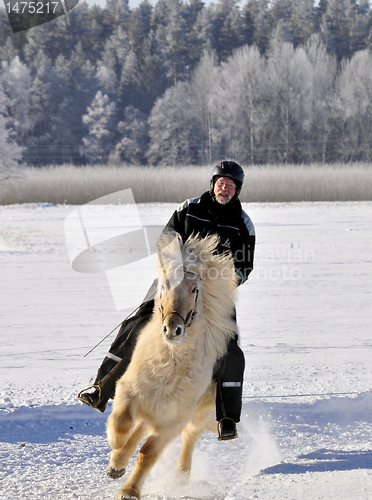 Image of Icelandic horse rase
