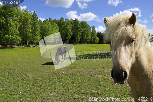 Image of Horse in Field