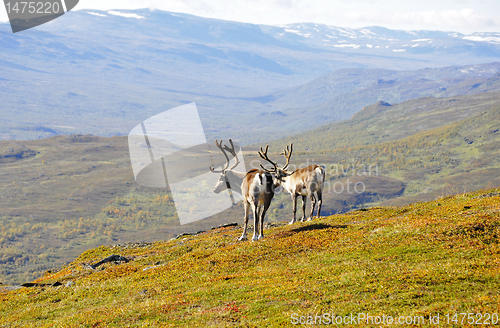 Image of Reindeer