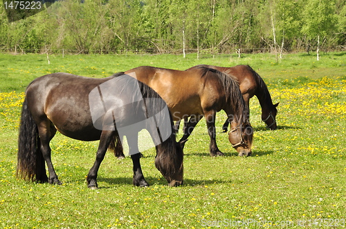 Image of Horse in Field