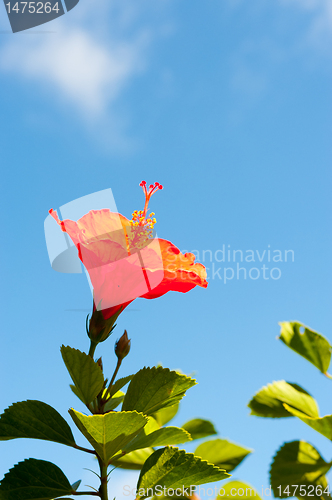 Image of Hibiscus flower