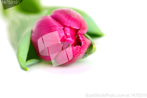 Image of Pink tulip isolated on a white background.