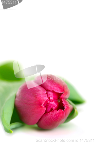 Image of Pink tulip isolated on a white background.