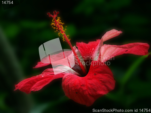 Image of Roatan Red