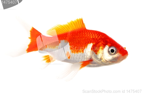 Image of goldfish