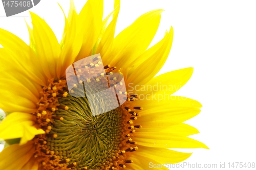 Image of sunflower