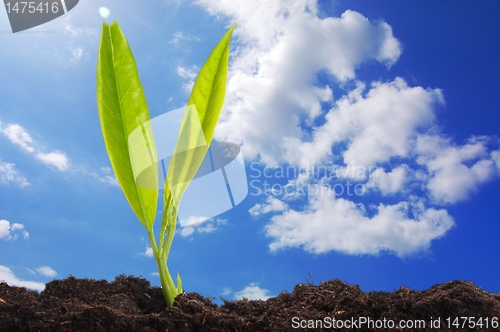 Image of young plant and blue sky