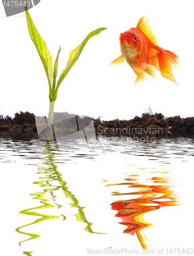 Image of goldfish