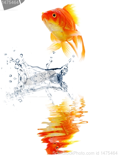 Image of goldfish