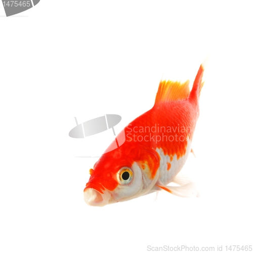 Image of goldfish