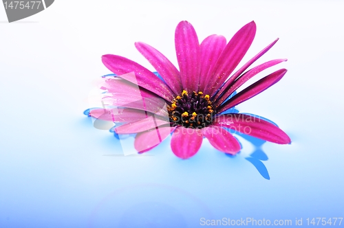 Image of flower in water