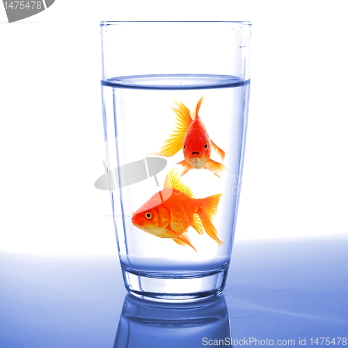 Image of goldfish