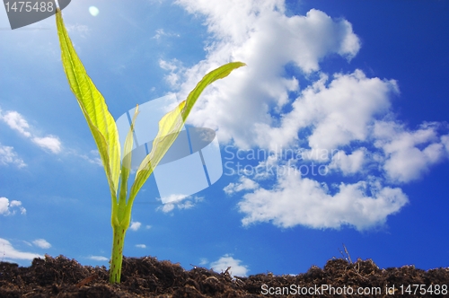 Image of growth concept