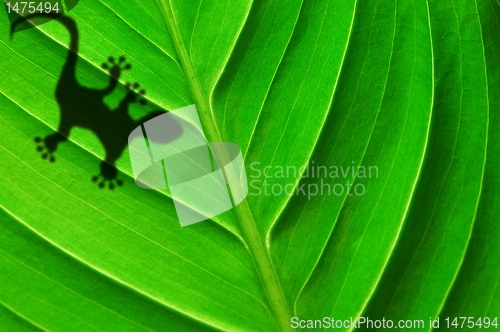 Image of gecko shadow on leaf