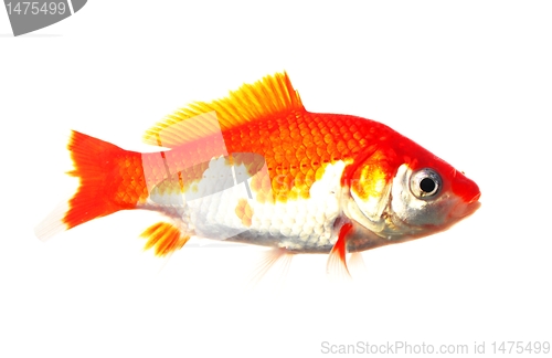 Image of goldfish