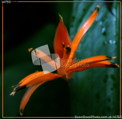 Image of Roatan Orange