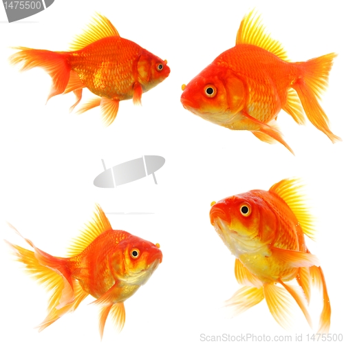 Image of goldfish collection