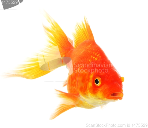 Image of goldfish