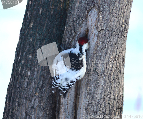 Image of woodpecker