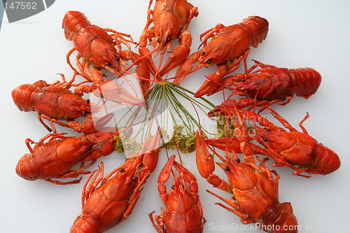 Image of Crayfish in a circle