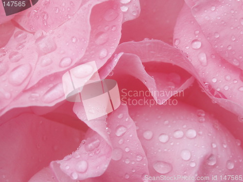 Image of Rose petals with raindrops