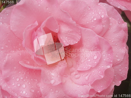 Image of Pink rose with raindrops