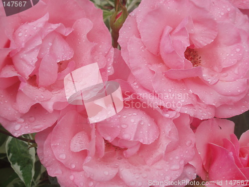 Image of Pink roses with raindrops