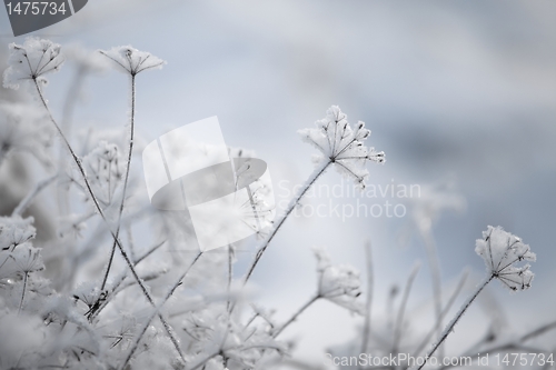 Image of Winter