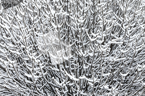 Image of Snowy branches