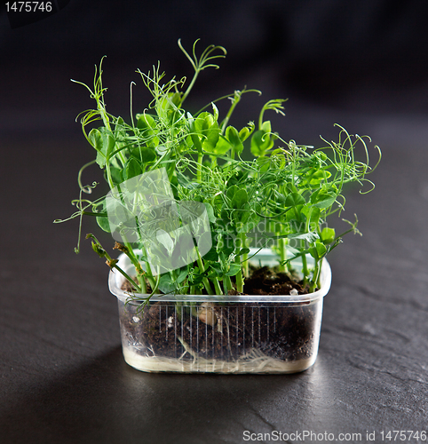 Image of green peas plant