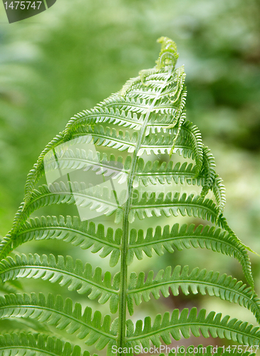 Image of fern leaf