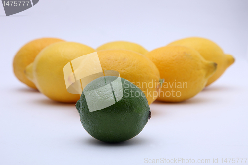 Image of Citruses: lime and lemon