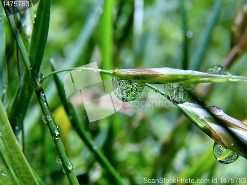 Image of Raindrops on grass