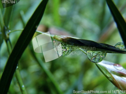 Image of Raindrops on grass