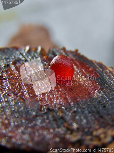 Image of Cut tree branch stump