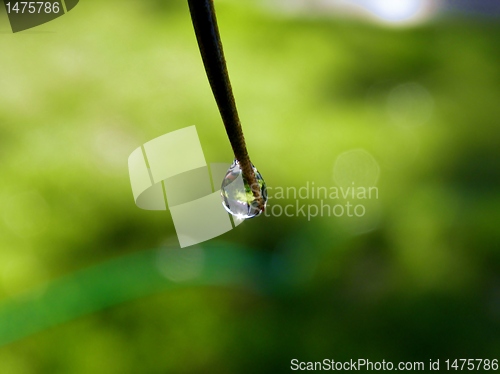 Image of Rain drop on leaf