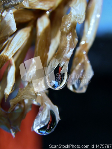 Image of Rain drop on Tillandsia bergeri