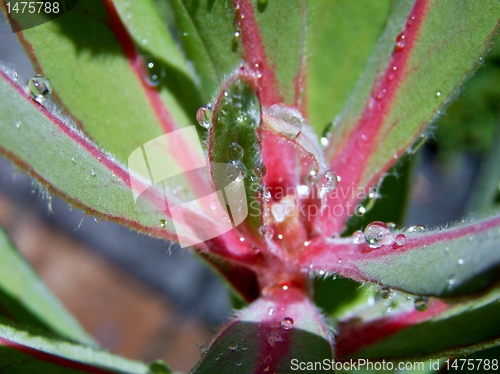 Image of Raindrops on leaf